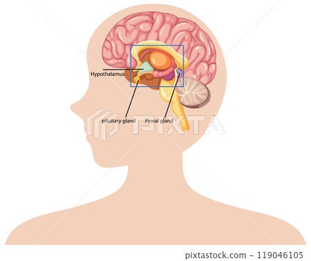 Human Brain Anatomy Illustration Human Brain Anatomy Illustration 119046105