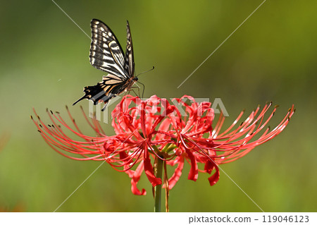 Swallowtail butterflies and amaryllis 119046123
