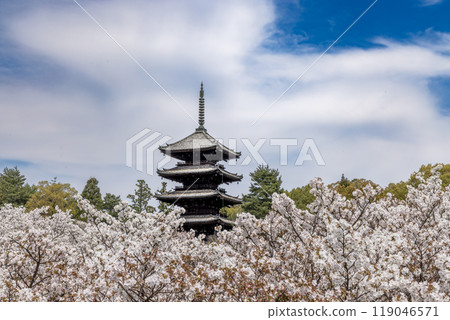 Omurozakura and five-story pagoda at Ninnaji Temple in Kyoto 119046571