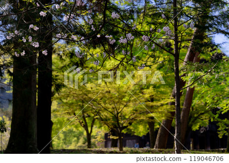 Kyoto Park Walk Kyoto Park Walk 119046706