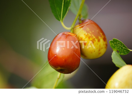 Colorful jujube fruit Colorful jujube fruit 119046732
