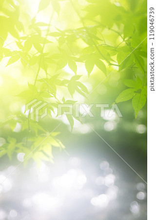 藍色的楓葉和清澈的溪流 大山北澤溪流 119046739