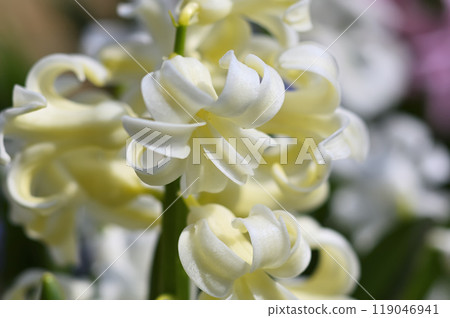 風信子 風信子 119046941