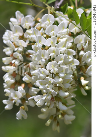 假金合歡 假金合歡 119046942