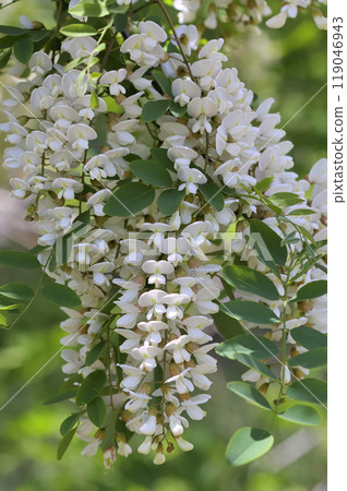 假金合歡 119046943