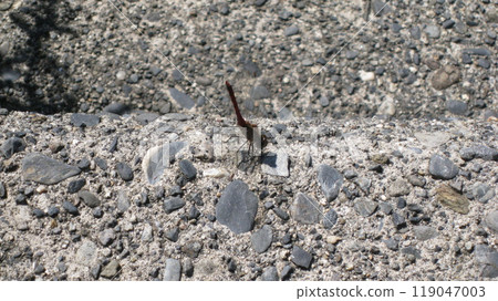 Akiakane red dragonfly 119047003