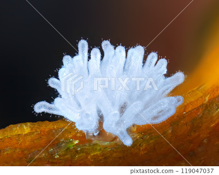 Coral slime mold - Ceratiomyxa fruticulosa 119047037