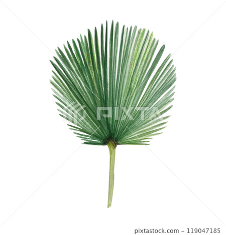Palm leaf hand painted watercolor illustration isolated on white. High quality image perfect for cards, posters, stickers, eco materials, Christmas decoration design. Exotic plants clip art 119047185