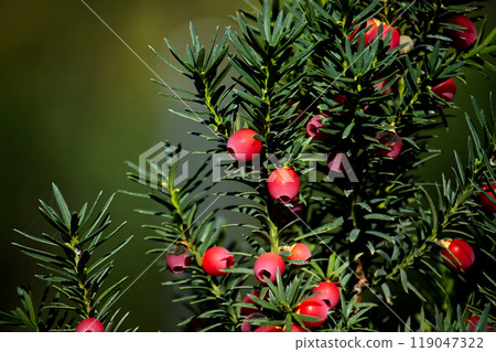 Close-up image of common yew berries on lush green needles, highlighting natural beauty Close-up image of common yew berries on lush green needles, highlighting natural beauty 119047322