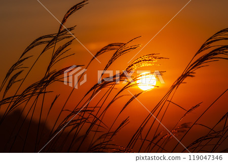 Susuki被早晨的太陽照亮 119047346