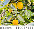 persimmon 119047414