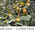 persimmon 119047416