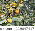 persimmon 119047417