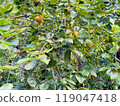 persimmon 119047418