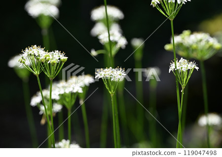 Leek flower 119047498