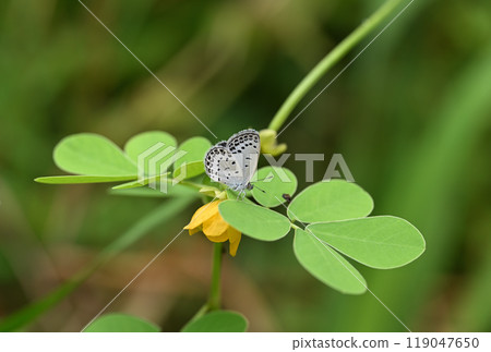 Yamato Shijimi (Yamato Hairstreak) 119047650