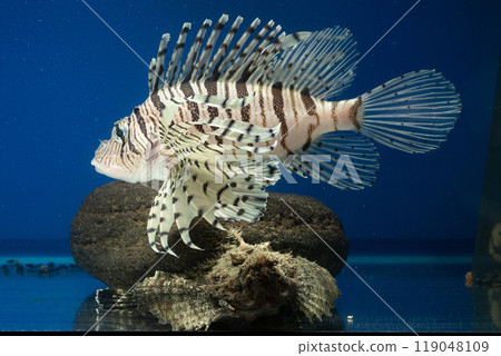 獅子魚、石魚、岩魚、獅子魚、石魚、毒魚、虎魚、妖虎魚、自由軟鰩 獅子魚、石魚、岩魚、獅子魚、石魚、毒魚、虎魚、妖虎魚、自由軟鰩 119048109