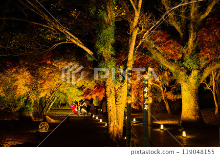 A fantastical and beautiful Japanese garden - Autumn foliage illuminated at night "Limited viewing of the former Hosokawa Gyobu residence and autumn foliage illumination" (Kumamoto City) A fantastical and beautiful Japanese garden - Autumn foliage illuminated at night "Limited viewing of the former Hosokawa Gyobu residence and autumn foliage illumination" (Kumamoto City) 119048155