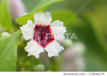 Hexokazura花 119048279