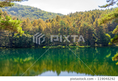 The autumn larch forest is beautifully reflected in Mishaka Pond 119048292