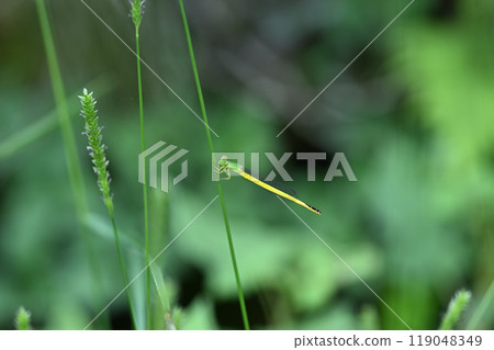 Kiteitombo（黃蜻蜓） 119048349