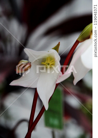 Heliamphora flower 119048371