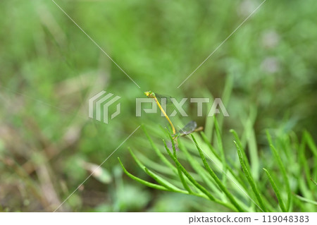 黃線蜻蜓雄性和雌性 119048383