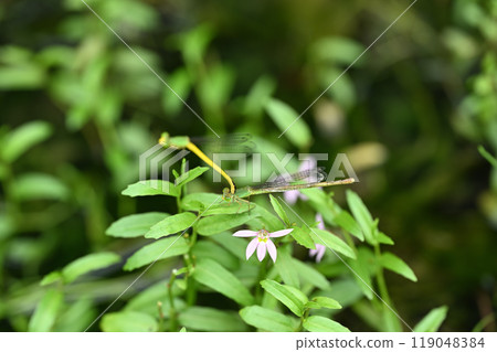 黃線蜻蜓雄性和雌性 119048384