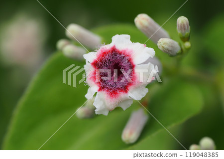 Hexokazura花 Hexokazura花 119048385