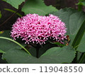 Butakagi 119048550