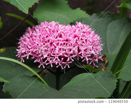 Butakagi Butakagi 119048550