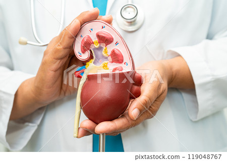 Kidney disease, Chronic kidney disease ckd, Doctor with human model to study and treat in hospital. Kidney disease, Chronic kidney disease ckd, Doctor with human model to study and treat in hospital. 119048767