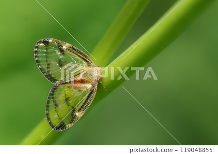 Scuba Hagoromo Scuba Hagoromo 119048855