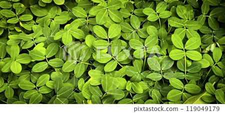 lots of creeping yellow peanut weeds leaves or leaf backdrop, botanical and natural leaf theme wallpaper background lots of creeping yellow peanut weeds leaves or leaf backdrop, botanical and natural leaf theme wallpaper background 119049179