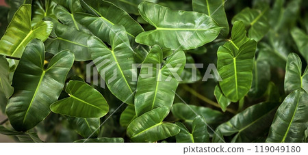 remarkable looking leaves of Philodendron burle marx tropical leaves good for backdrop, botanical and natural leaf remarkable looking leaves of Philodendron burle marx tropical leaves good for backdrop, botanical and natural leaf 119049180
