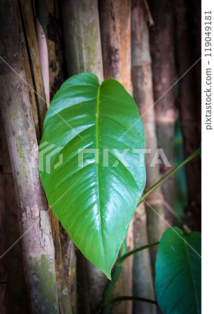 Fresh green and red tropical leaves or leaf backdrop, botanical and natural leaf theme wallpaper background good for natural multimedia content 119049181