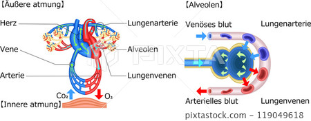 Gas exchange lungs breathing illustration german 119049618