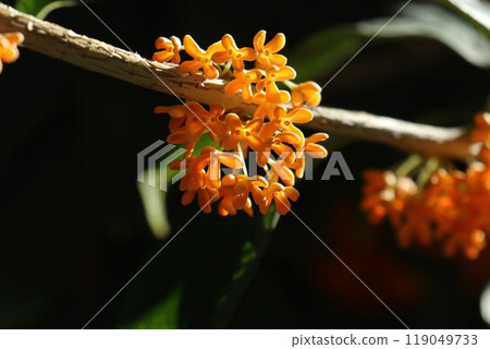 Small and cute sweet osmanthus flowers 119049733