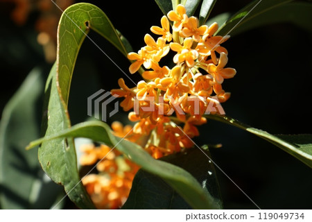 The wonderfully fragrant sweet osmanthus flower The wonderfully fragrant sweet osmanthus flower 119049734