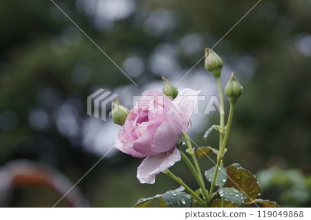 羅莎玫瑰 119049868