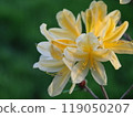 Kirenge azalea 119050207