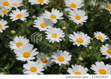 North pole chrysanthemum 119050447