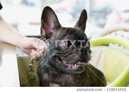 法國鬥牛犬 119051058