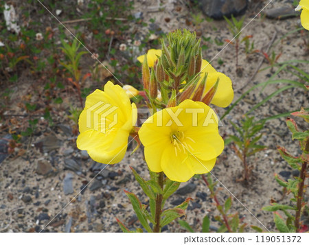 Affiliation 119051372