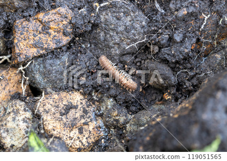 Niponia nodulosa -Niponia nodulosa- Niponia nodulosa -Niponia nodulosa- 119051565