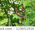 Itachihagi 119051916