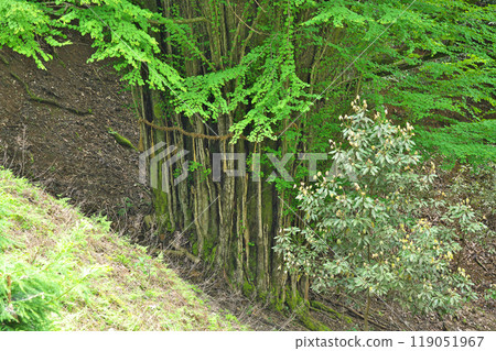 [岩間寺（桂長壽寺）] 滋賀縣大津市石山內畠町 119051967