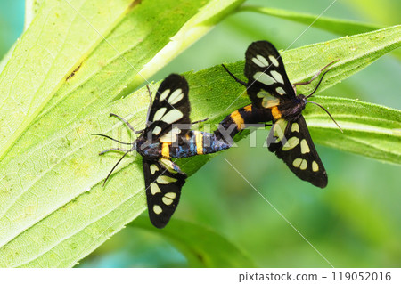 Amata fortunei during mating Amata fortunei during mating 119052016