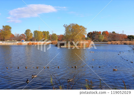 Metasequoia in Tokyo Metropolitan Toneri Park Metasequoia in Tokyo Metropolitan Toneri Park 119052029