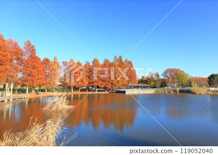 東京都墨粉公園的水杉 119052040